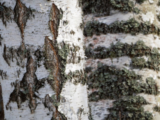 The trunks of two birches grow side by side and fill the background. The bark of trees is...
