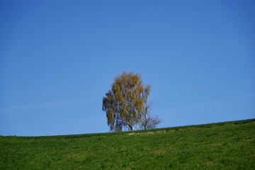 Einsamer Baum