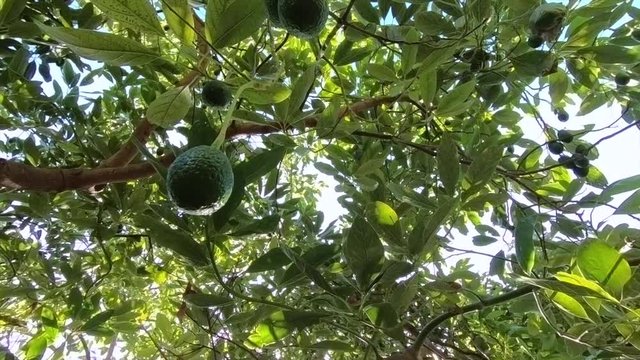 Green avocado group on tree, organic food.