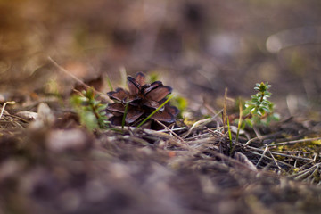 Brown pine cone on the ground with green grass and blurred background