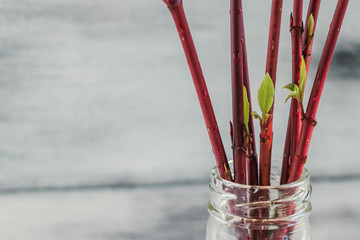 Forcing leaves and flowers from cut branches of bushes and trees. Step by step instructions. Step...
