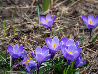 The group of the first spring crocuses is located on the lower edge of the picture. Bright floral background with crocuses.