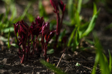 Red plants closeup on blurred background