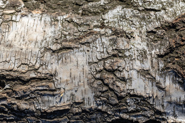 The bark of a birch tree. Detailed macro view.