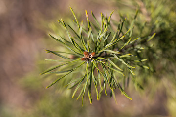 Pine needles on a branch. Detailed macro view.