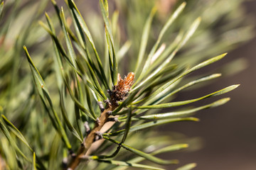 Pine needles on a branch. Detailed macro view.