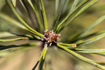 Naklejka na ściany i meble Pine needles on a branch. Detailed macro view.
