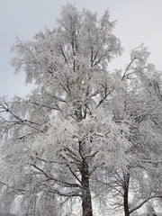 Lots of snow on the trees - Oslo 