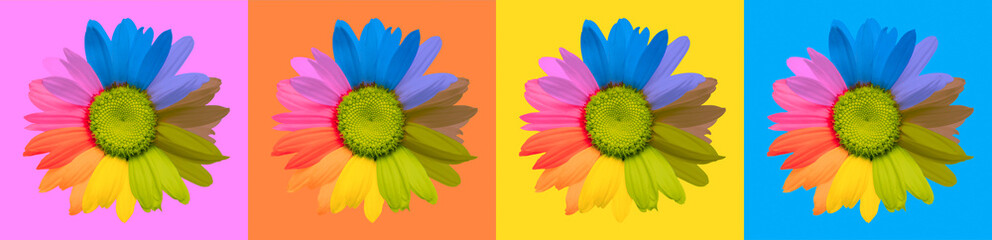 Chamomile flower. Saturated Color background.
