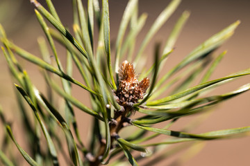 Pine needles on a branch. Detailed macro view.