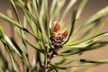 Pine needles on a branch. Detailed macro view.