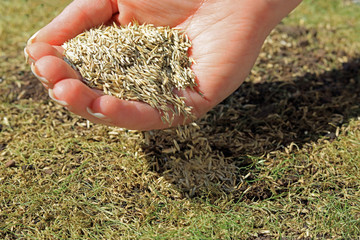 handful of grass seeds being sown on to a patchy lawn