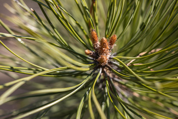 Pine needles on a branch. Detailed macro view.