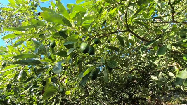 Fixed plane Green avocado group on tree, organic food. Slow motion. Sunny day on an avocado farm 
