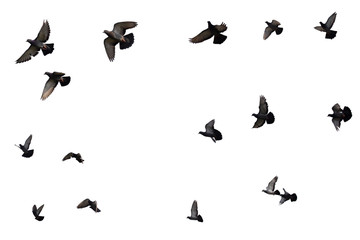 Obraz na płótnie Canvas Flocks of flying pigeons isolated on white background. Save with clipping path.