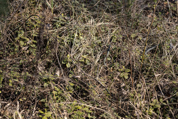 Natrix creeping on the ground