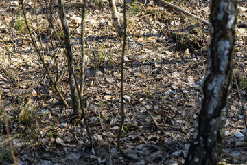 Natrix creeping on the ground