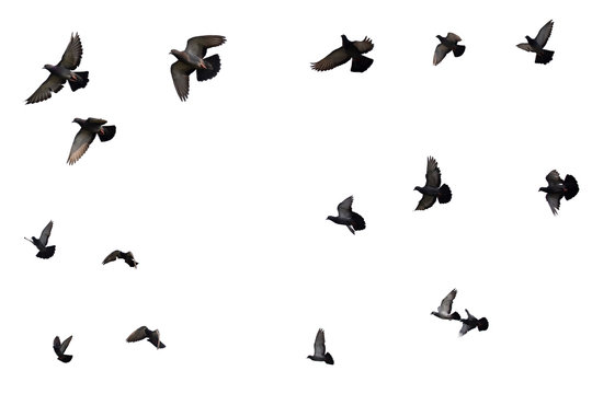 Flocks of flying pigeons isolated on white background. Save with clipping path.