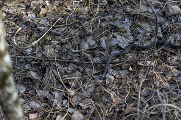 Natrix creeping on the ground