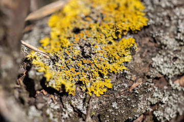 Deprive on a tree in early spring.