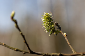 Tree flowers in the form of cones.