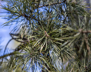 Pine needles on a branch. Detailed macro view.