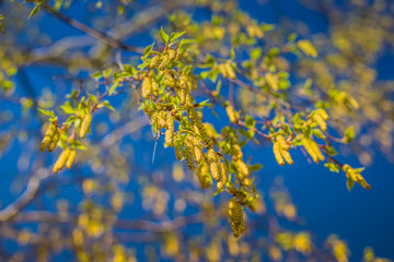 A birch is in spring with green leaves and rings. Spring birch buds on a background of blue sky