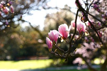 Beautiful pink magnolia tree blooming in the spring, Czech republic. Europe. © Alena