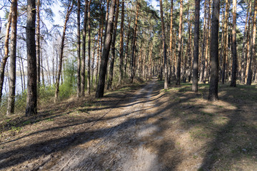 A dirt road in a coniferous forest among pines.
