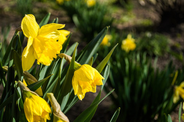 Obraz premium Yellow daffodils closeup on blurred background