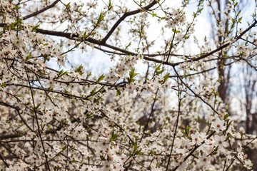 The branches of a blossoming tree. Cherry tree in white flowers. Blurring background.