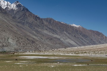 Leh,aldakh,Jammu And KashmirIndia-17-04-2019:Photos taken in Leh,Ladakhregion,India.