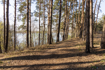 Forest trees in the water on the lake.