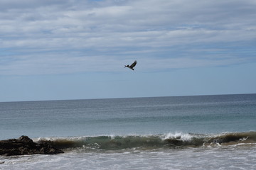 seagulls on the beach