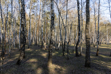 Birch grove in the forest in early spring.