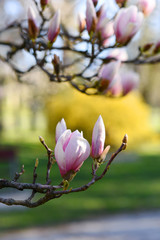 Beautiful pink magnolia tree blooming in the spring, Czech republic. Europe.