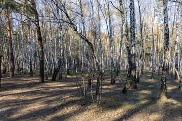 Birch grove in the forest in early spring.