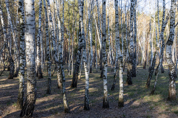 Birch grove in the forest in early spring.