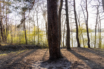 The evening sun over the forest lake. The rays of the sun through the trees.