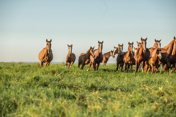 horse, cowboy, farm, field, green, sky, natural, horses