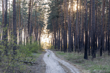 Dirt road in the forest in the rays of the setting sun.