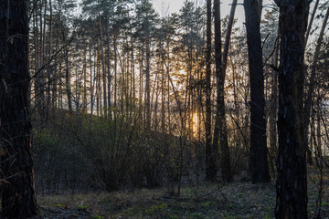 Sunset over the forest lake. The rays of the sun through the trees.
