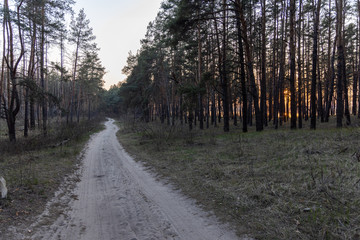 Dirt road in the forest in the rays of the setting sun.