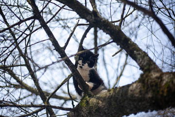 The cat is sitting on a tree.