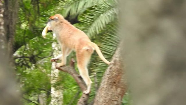 A shocked looking Proboscis Monkey in the mangrove forests of BorneoRhesus macaque (Macaca mulatta) in slow motion is one of the best-known species of Old World monkeys. Wild monkey family at sacred 