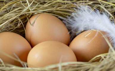 fresh chicken eggs with a nest, a bunch of brown eggs in a nest. 