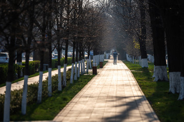 pedestrian walkway with trees on a sunny day. the trees are whitewashed. beautiful clean city street in spring