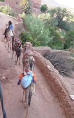 Merchant with camels