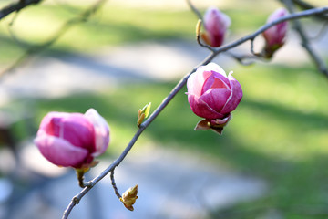 Beautiful pink magnolia tree blooming in the spring, Czech republic. Europe.