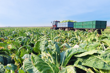 Cauliflower field under the blue sky, harvesting